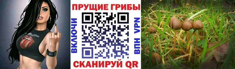 ссылка на мегу сайт  наркотики  Нижний Тагил  Галлюциногенные грибы Cubensis 